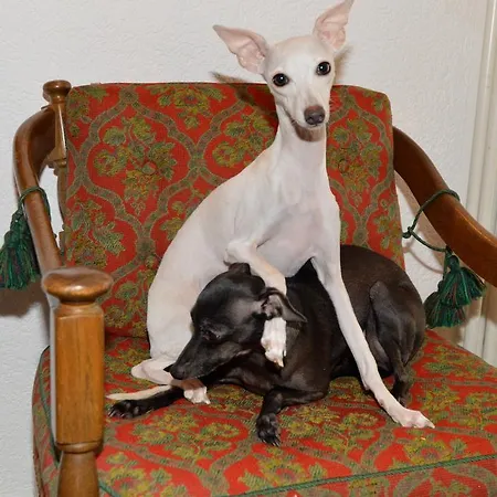 Frei 2 דירה טיטיזי-נוישטאדט