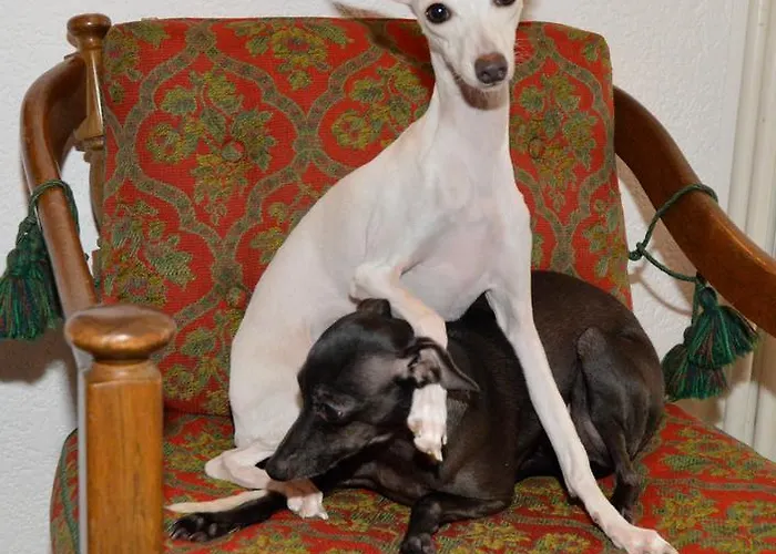 Frei 2 Lejlighed Titisee-Neustadt